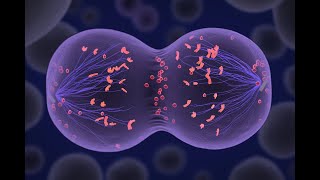 Life Sciences Grade 12 Meiosis [upl. by Aneehsit]