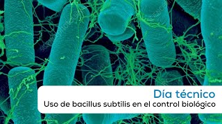 Uso de bacillus subtilis en el control biológico [upl. by Nemrac972]