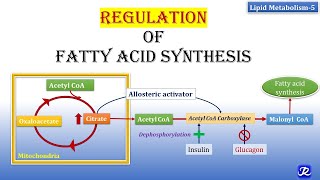 5 Regulation of Fatty Acid synthesis  Lipid Metabolism5  Biochemistry  NJOY Biochemistry [upl. by Lobiv]