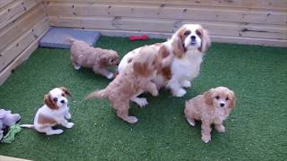 Cavapoo pups [upl. by Meredithe338]