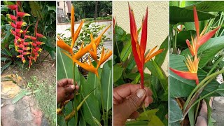 how to grow and care lobster claw Heliconia plant tips [upl. by Mintz]