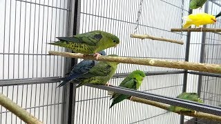 Lineolated Parakeets  Linnies [upl. by Enicul816]