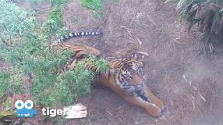 Zoo Cam  Tiger Cam at the San Diego Zoo Safari Park [upl. by Natfa]