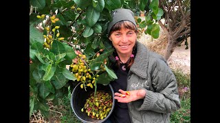 Pistachio Growing pistachio trees and harvesting your crop in Melbourne [upl. by Mackay]