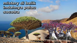 Keajaiban Alam Pulau SocotraSurga Tersembunyi di Laut Arab sejarahpulausocotra [upl. by Acinnor]