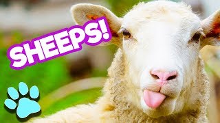 Sheep Being Sheepish  Funny Sheep Compilation  thatpetlife [upl. by Maxentia211]