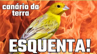 🔴 O MELHOR Vídeo para Esquentar CANÁRIO DA TERRA destrava o Canto✔️🔥🔥🔥🔥🔥🔥🔥🔥🔥🔥🔥🔥🔥🔥🔥🔥🔥🔥🔥🔥🔥🔥🔥🔥🔥🔥🔥 [upl. by Thorbert]