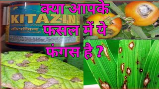 💥कीटाजिन kitazin 48 e c 💥 P I kitazin । KITAZIN FUNGICIDE। [upl. by Zetrauq394]