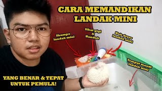 CARA MEMANDIKAN Landak Mini YANG BENAR amp TEPAT Semua TERJAWAB Pemula WAJIB Tonton  Fauna Time [upl. by Eaj]