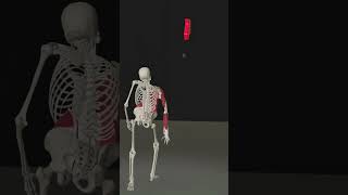 Movement of Hand Muscles When Throwing  Anatomy 3D Animation anatomy health 3d [upl. by Dodie]