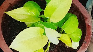 Pothos Money plant and its care explained  Neon Pothos care [upl. by Eckart]