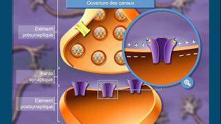 Questce que la transmission synaptique [upl. by Valdemar]