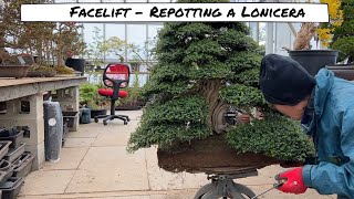 Repotting Lonicera Bonsai [upl. by Donn]