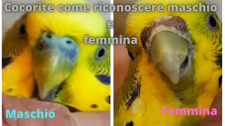 cocorite come riconoscere maschio e femmina [upl. by Nishi14]