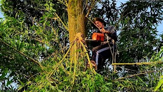 Sawing an old superhard Cajeput tree  Cưa cây Tràm Bông Vàng già siêu cứng  T475 [upl. by Annabela571]