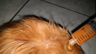 Giant tick removal from dog [upl. by Gorlin]