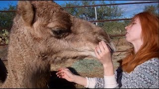 My pet camels ❤❤ جمل [upl. by Broderick359]