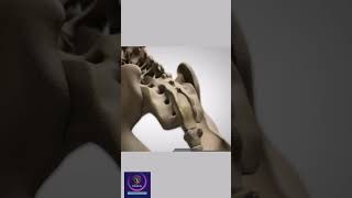 Vertebrae Anatomy How vertebral column formed shorts education [upl. by Lean]