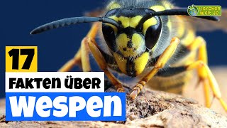 17 SteckbriefFakten über die Wespe 🐝  DokuWissen über Tiere  für Kinder [upl. by Candy]