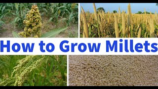 How To Grow Millets [upl. by Alwin]