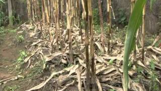 Using conservation agriculture to help Zimbabwes farmers produce more [upl. by Anahoj]