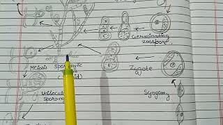 Lifecycle of EctocarpusAsexual and Sexual reproduction in Ectocarpus lifecycle of Ectocarpus 🌿🌿🌿 [upl. by Adnilema]