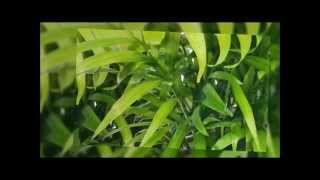 How To Grow A Parlour Palm Chamaedorea elegans [upl. by Edgell]