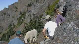 Hiking Safely With Goats [upl. by Anrahc856]