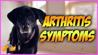 How Can You Tell if Your Dog has Arthritis top 10 symptoms [upl. by Lichtenfeld453]