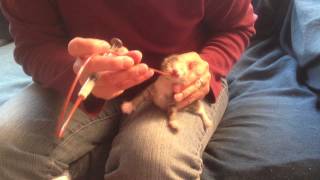 How to Tube Feed a Kitten [upl. by Neetsirhc]