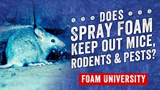 Does Spray Foam Keep out Mice Rodents and Pests  Foam University [upl. by Eirojram519]