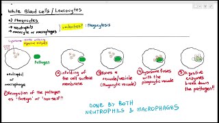 113 Phagocytes Neutrophils amp Macrophages Cambridge AS A Level Biology 9700 [upl. by Greenberg937]