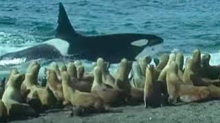 Killer Whales vs Sea Lions  Attenborough Trials of Life  BBC Earth [upl. by Plerre908]