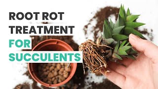 SUCCULENT CARE TIPS  ROOT ROT TREATMENT FOR SUCCULENTS [upl. by Ursal]