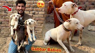 Mini Zoo Mian Gabbar Badmash Ky Baby Le Aay😍 [upl. by Gotthard343]