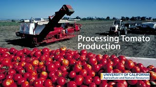 Processing Tomato Production in California [upl. by Hopfinger605]