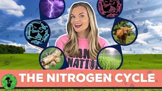 The Nitrogen Cycle [upl. by Musser]