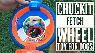 Chuckit Fetch Wheel Toy for Dogs with Abbey Golden Retriever [upl. by Nadaha]