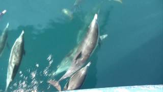 Dolphins jumping and playing in front of the boat [upl. by Yssirhc473]