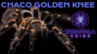 Chaco Golden Knee Tarantula Grammostola pulchripes Care Guide Video [upl. by Purvis]