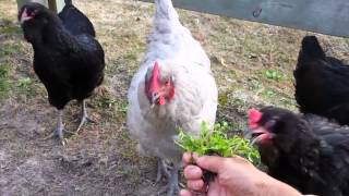 Herbs for Hens Chickweed [upl. by Smitt578]