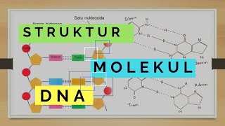 Struktur DNA  GENETIKA [upl. by Maitilde957]