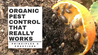 Organic PEST CONTROL that really WORKS [upl. by Shanon]