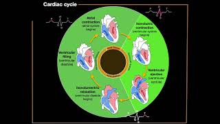 The Cardiac Cycle [upl. by Ailgna446]