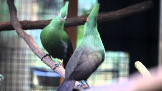 Guinea Turacos vocalizing [upl. by Archibold]