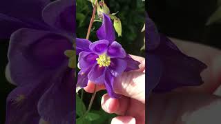 cottagegarden aquilegia [upl. by Akkimat]