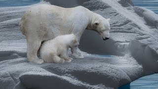 Der Eisbär  Dokumentation 1080p HD DokuExtrem [upl. by Audry949]