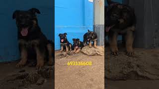 chiots berger allemand [upl. by Buehrer288]