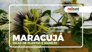 Maracujá Dicas de Plantio e Manejo com Especialista no Assunto [upl. by Coffee]