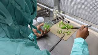 Inoculation of Banana Tissue culture plant [upl. by Hamrnand]